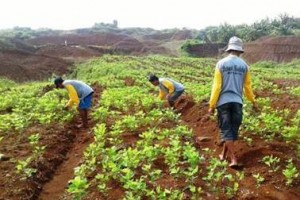 Desa Cibulan Konsisten  Kembangkan Kedelai